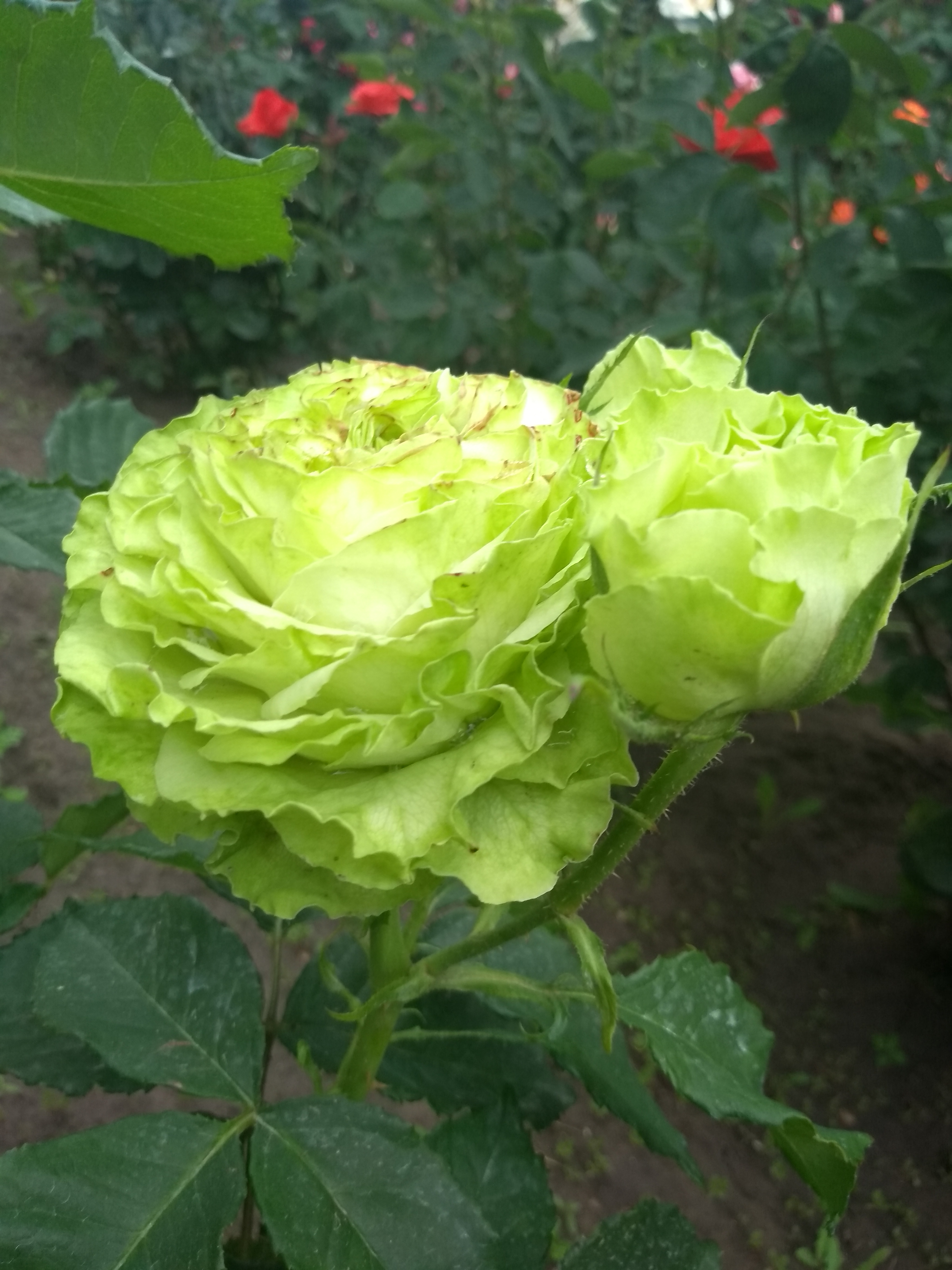 Зеленые розы Грин.