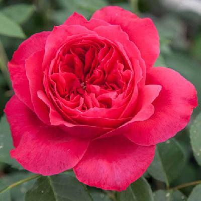 Роза Цветелина  (Ruban Rouge (Tsvetelina, Elbjuwel)) купить, недорого, отзывы