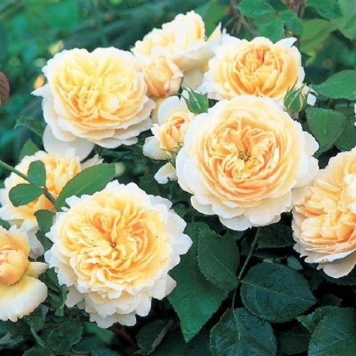 Роза Крокус Роуз (Crocus Rose) купить, недорого, отзывы