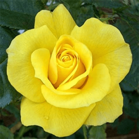 Роза Фрезия (Friesia) купить, недорого, отзывы